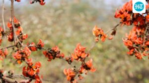 three-new-species-of-ruff-beetles-have-been-discovered-in-the-forests-of-arunachal