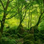 for-the-project-in-gadchiroli-district-of-maharashtra,-trees-are-planned-to-be-planted-1,000-kilometers-away-–-on-already-forested-land