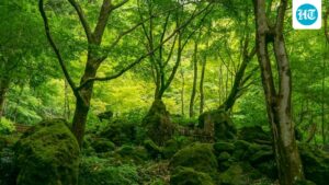 for-the-project-in-gadchiroli-district-of-maharashtra,-trees-are-planned-to-be-planted-1,000-kilometers-away-–-on-already-forested-land