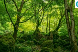 for-the-project-in-gadchiroli-district-of-maharashtra,-trees-are-planned-to-be-planted-1,000-kilometers-away-–-on-already-forested-land