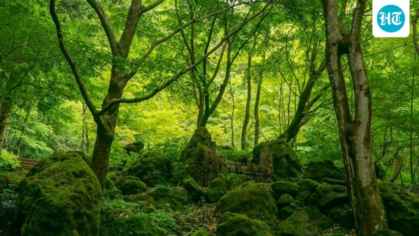 for-the-project-in-gadchiroli-district-of-maharashtra,-trees-are-planned-to-be-planted-1,000-kilometers-away-–-on-already-forested-land