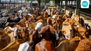 gujarat-has-allocated-rs-60-crore-to-convert-organic-waste,-including-cow-dung,-into-biogas-fuel