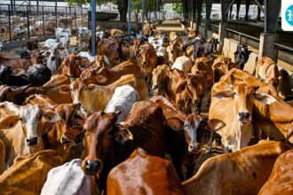 gujarat-has-allocated-rs-60-crore-to-convert-organic-waste,-including-cow-dung,-into-biogas-fuel