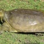 a-soft-shell-turtle-was-spotted-at-an-altitude-of-2,950-feet-in-bageshwar,-triggering-a-forest-department-survey.
