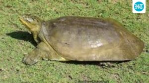a-soft-shell-turtle-was-spotted-at-an-altitude-of-2,950-feet-in-bageshwar,-triggering-a-forest-department-survey.