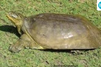a-soft-shell-turtle-was-spotted-at-an-altitude-of-2,950-feet-in-bageshwar,-triggering-a-forest-department-survey.