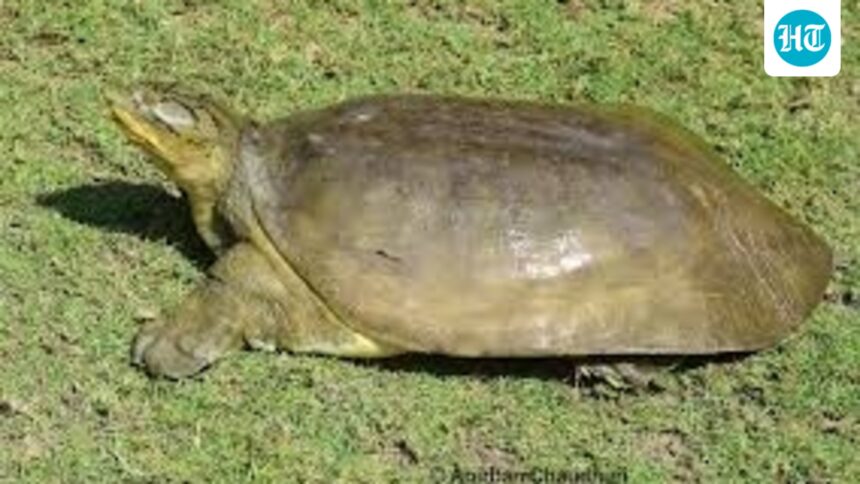 a-soft-shell-turtle-was-spotted-at-an-altitude-of-2,950-feet-in-bageshwar,-triggering-a-forest-department-survey.