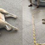 delhi-airport-issues-clarification-after-a-video-went-viral-claiming-a-dog-was-tied-and-dragged