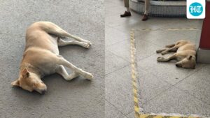 delhi-airport-issues-clarification-after-a-video-went-viral-claiming-a-dog-was-tied-and-dragged