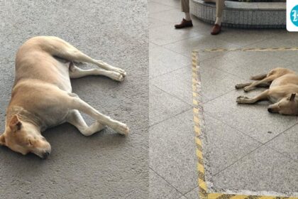 delhi-airport-issues-clarification-after-a-video-went-viral-claiming-a-dog-was-tied-and-dragged