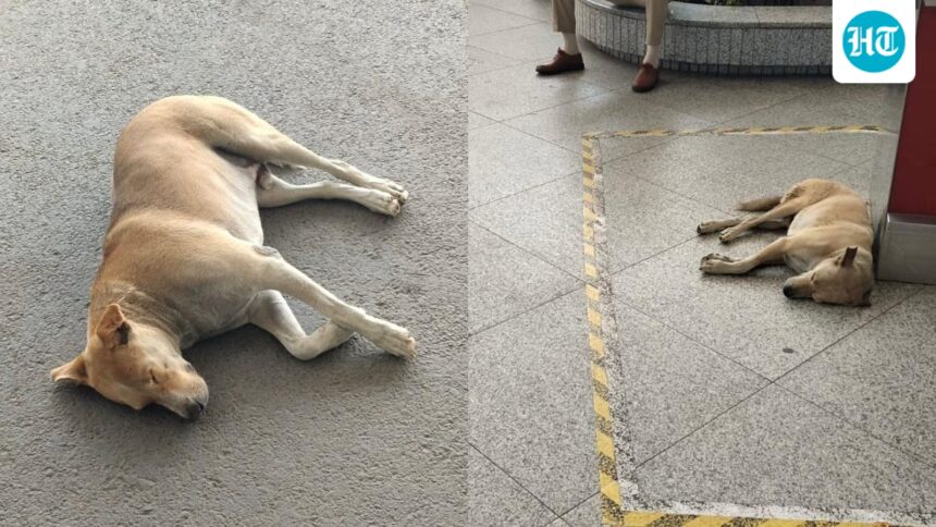 delhi-airport-issues-clarification-after-a-video-went-viral-claiming-a-dog-was-tied-and-dragged