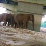 wild-animals-use-tunnels-along-the-delhi-dehradun-expressway:-a-study