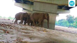 wild-animals-use-tunnels-along-the-delhi-dehradun-expressway:-a-study