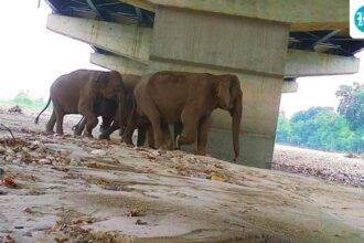 wild-animals-use-tunnels-along-the-delhi-dehradun-expressway:-a-study