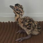 rajasthan:-3-great-indian-bustards-bred-naturally;-experts-point-to-decreased-stress