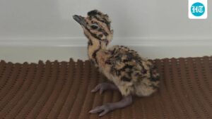 rajasthan:-3-great-indian-bustards-bred-naturally;-experts-point-to-decreased-stress