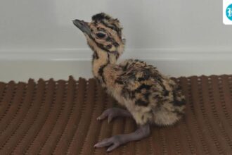 rajasthan:-3-great-indian-bustards-bred-naturally;-experts-point-to-decreased-stress