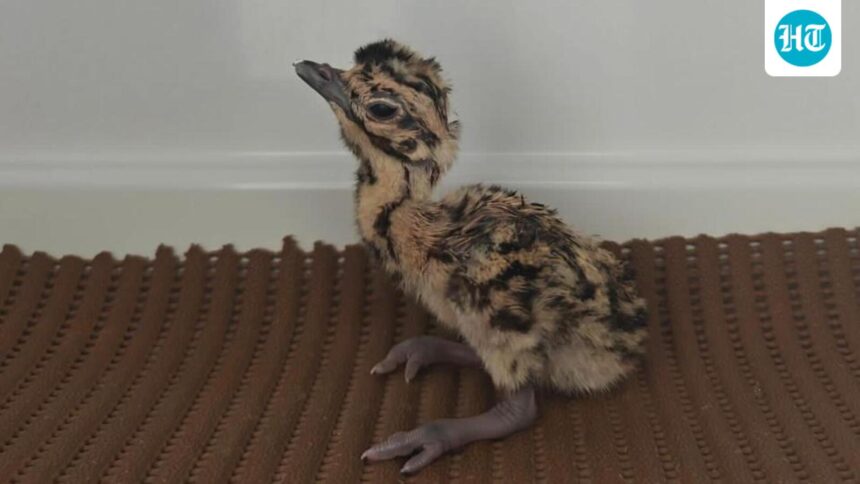 rajasthan-3-great-indian-bustards-bred-naturally-experts-point-to-decreased-stress | GIBN rajasthan:-3-great-indian-bustards-bred-naturally;-experts-point-to-decreased-stress