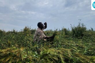 imd’s-lower-than-normal-monsoon-forecast-for-2026-threatens-agriculture-and-the-economy