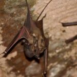 a-national-bat-assessment-two-decades-later-found-there-were-135-species,-16-of-which-were-endemic-to-india.