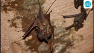 a-national-bat-assessment-two-decades-later-found-there-were-135-species,-16-of-which-were-endemic-to-india.