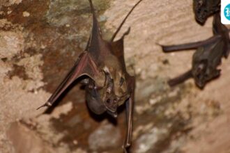 a-national-bat-assessment-two-decades-later-found-there-were-135-species,-16-of-which-were-endemic-to-india.