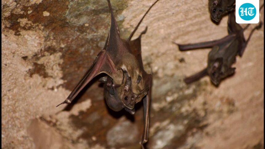 a-national-bat-assessment-two-decades-later-found-there-were-135-species,-16-of-which-were-endemic-to-india.
