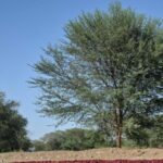 odisha:-cag-draft-report-finds-irregularities-in-sale-of-sc/st-lands