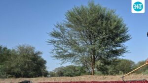 odisha:-cag-draft-report-finds-irregularities-in-sale-of-sc/st-lands