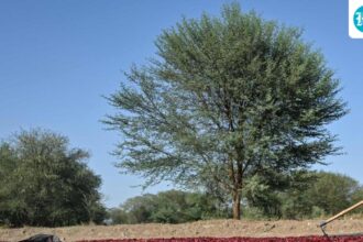 odisha:-cag-draft-report-finds-irregularities-in-sale-of-sc/st-lands