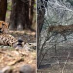 tiger,-leopard-and-cheetah-kunu-were-spotted-in-a-rare-encounter-at-ranthambore-tiger-reserve