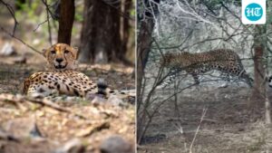tiger,-leopard-and-cheetah-kunu-were-spotted-in-a-rare-encounter-at-ranthambore-tiger-reserve