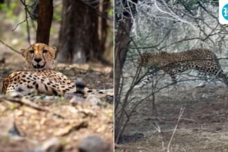 tiger,-leopard-and-cheetah-kunu-were-spotted-in-a-rare-encounter-at-ranthambore-tiger-reserve