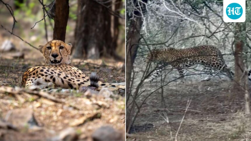 tiger,-leopard-and-cheetah-kunu-were-spotted-in-a-rare-encounter-at-ranthambore-tiger-reserve