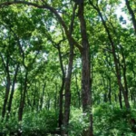 carbon-in-india’s-forests-expected-to-grow-as-temperatures-rise-and-rainfall-increases:-study