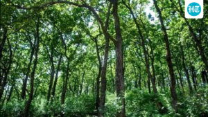 carbon-in-india’s-forests-expected-to-grow-as-temperatures-rise-and-rainfall-increases:-study