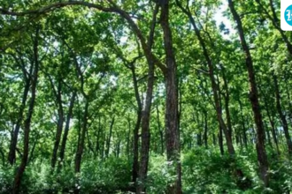 carbon-in-india’s-forests-expected-to-grow-as-temperatures-rise-and-rainfall-increases:-study