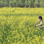 why-el-nino-leaves-pain-in-its-wake