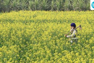why-el-nino-leaves-pain-in-its-wake
