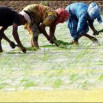 un-report:-extreme-heat-threatens-rice-production-in-india-and-agricultural-workers