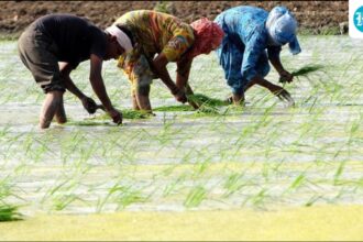 un-report:-extreme-heat-threatens-rice-production-in-india-and-agricultural-workers