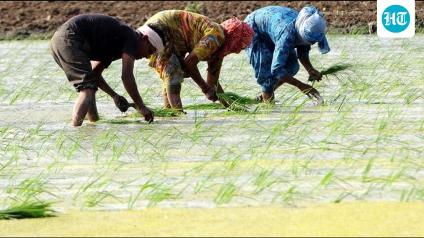 un-report:-extreme-heat-threatens-rice-production-in-india-and-agricultural-workers