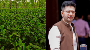 in-the-demands-of-tea-garden-workers-in-bengal-ahead-of-the-elections,-raghav-chadha-mentioned