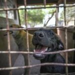 gauhati-hc-delivered-a-divided-ruling-on-pleas-to-ban-sale-of-dog-meat-in-nagaland