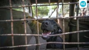 gauhati-hc-delivered-a-divided-ruling-on-pleas-to-ban-sale-of-dog-meat-in-nagaland