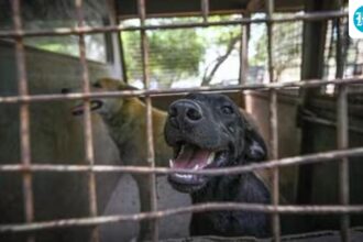 gauhati-hc-delivered-a-divided-ruling-on-pleas-to-ban-sale-of-dog-meat-in-nagaland