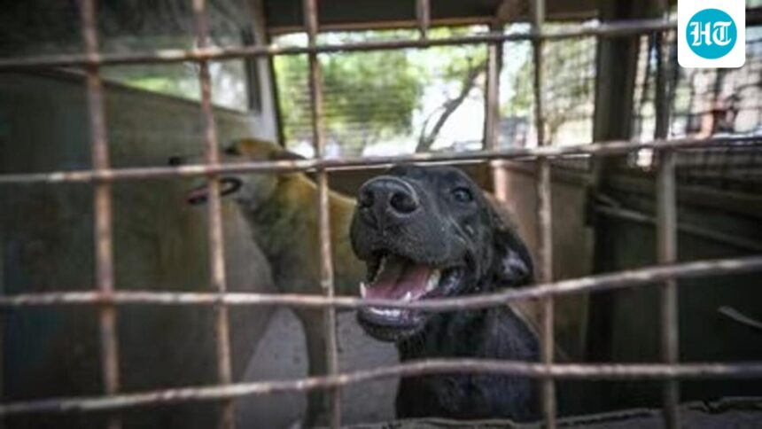 gauhati-hc-delivered-a-divided-ruling-on-pleas-to-ban-sale-of-dog-meat-in-nagaland