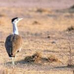 large-wildlife-habitats-worldwide-likely-to-experience-extreme-weather-by-2050:-study