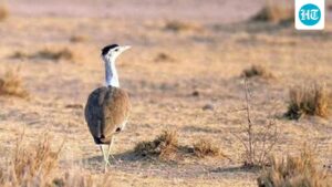 large-wildlife-habitats-worldwide-likely-to-experience-extreme-weather-by-2050:-study