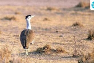 large-wildlife-habitats-worldwide-likely-to-experience-extreme-weather-by-2050:-study